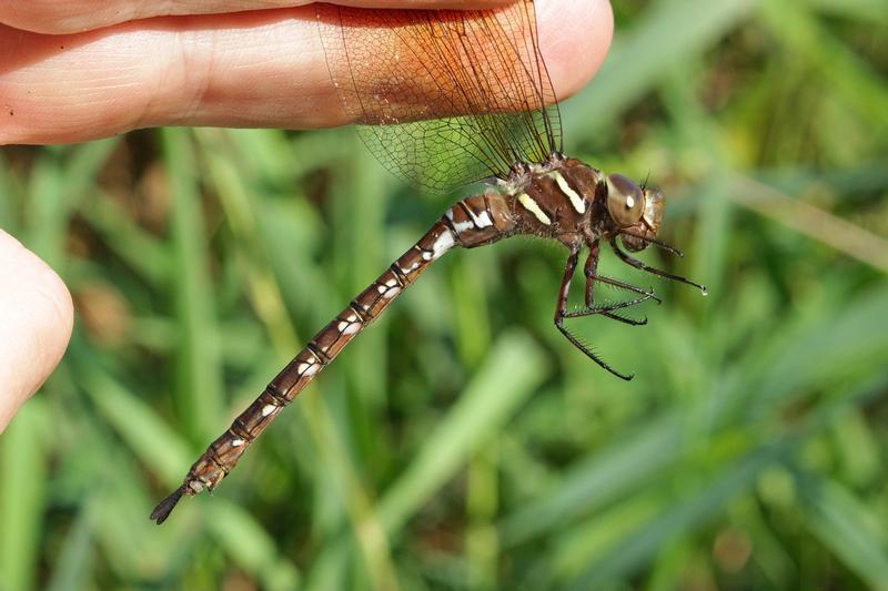 Photo of Shadow Darner