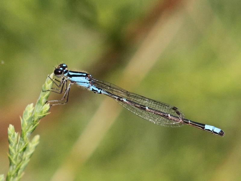 Photo of Skimming Bluet