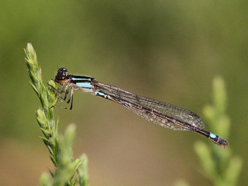 Photo of Skimming Bluet