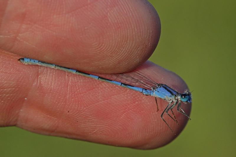 Photo of Tule Bluet