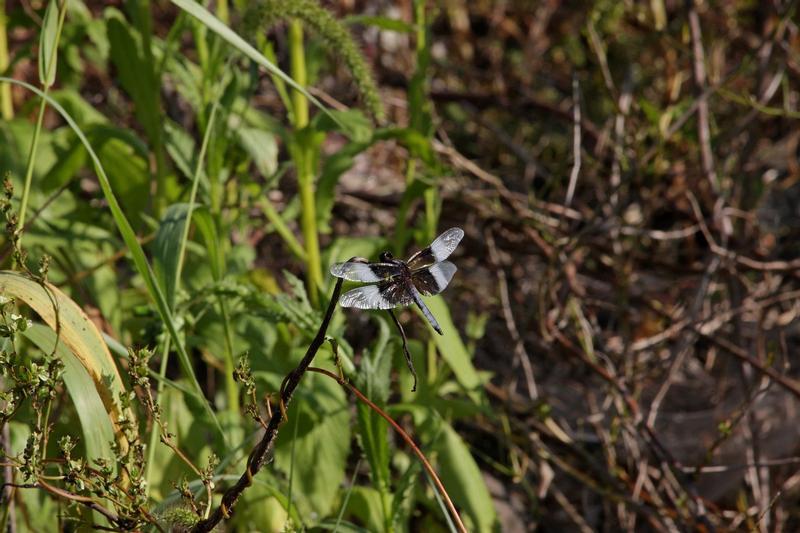 Photo of Widow Skimmer