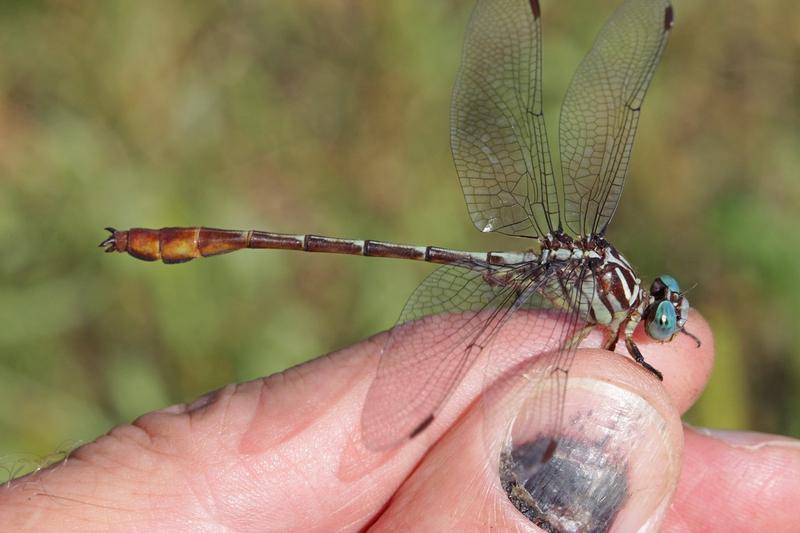 Photo of Russet-tipped Clubtail
