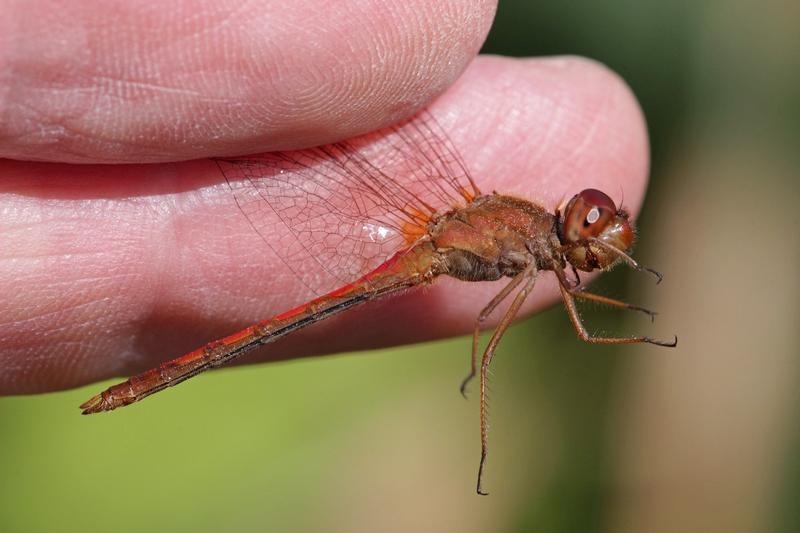 Photo of Autumn Meadowhawk