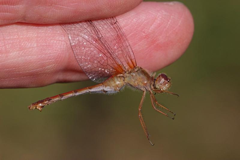 Photo of Autumn Meadowhawk