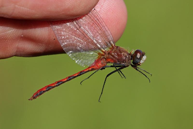 Photo of White-faced Meadowhawk