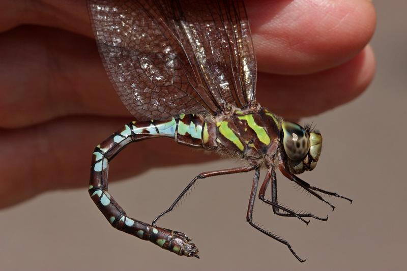 Photo of Green-striped Darner