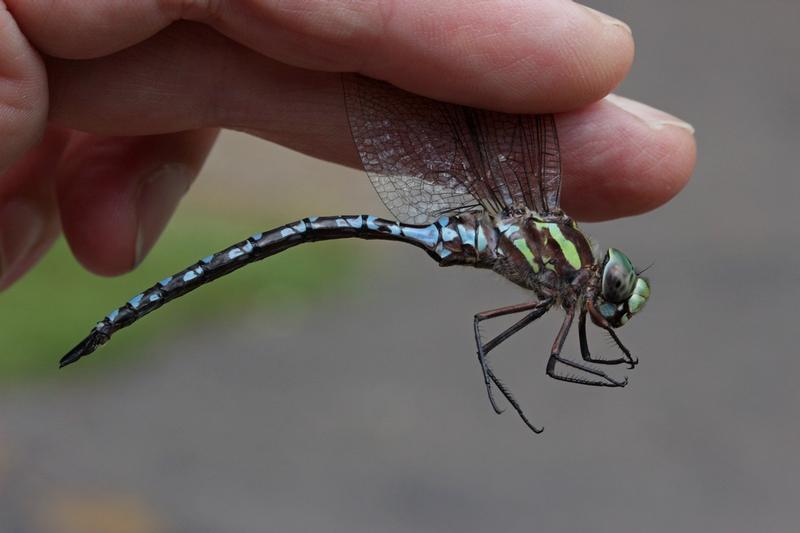 Photo of Green-striped Darner