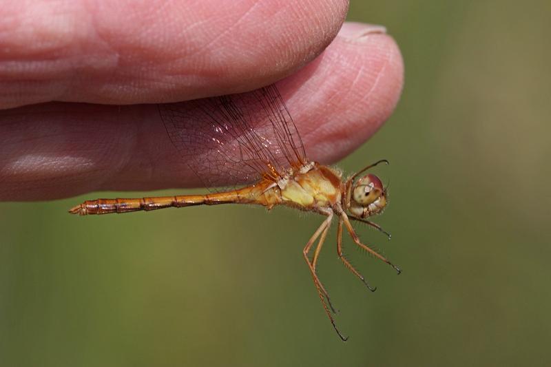 Photo of Autumn Meadowhawk