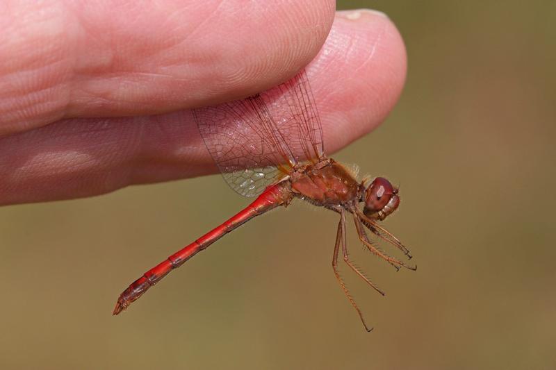 Photo of Autumn Meadowhawk