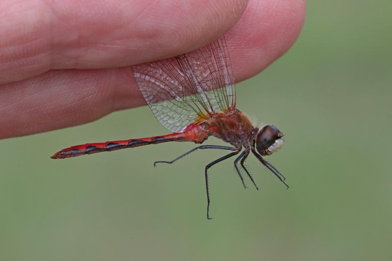 Photo of White-faced Meadowhawk