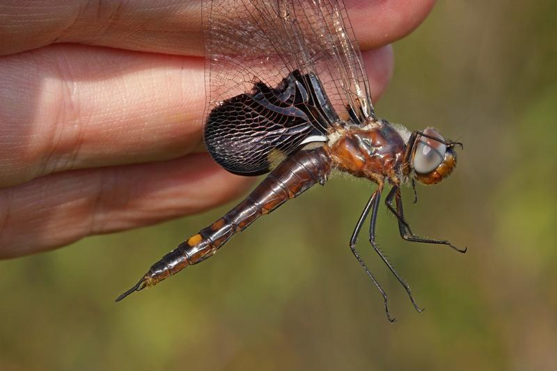 Photo of Black Saddlebags