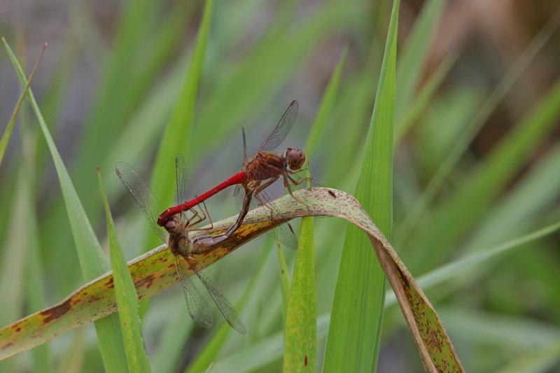 Photo of Autumn Meadowhawk