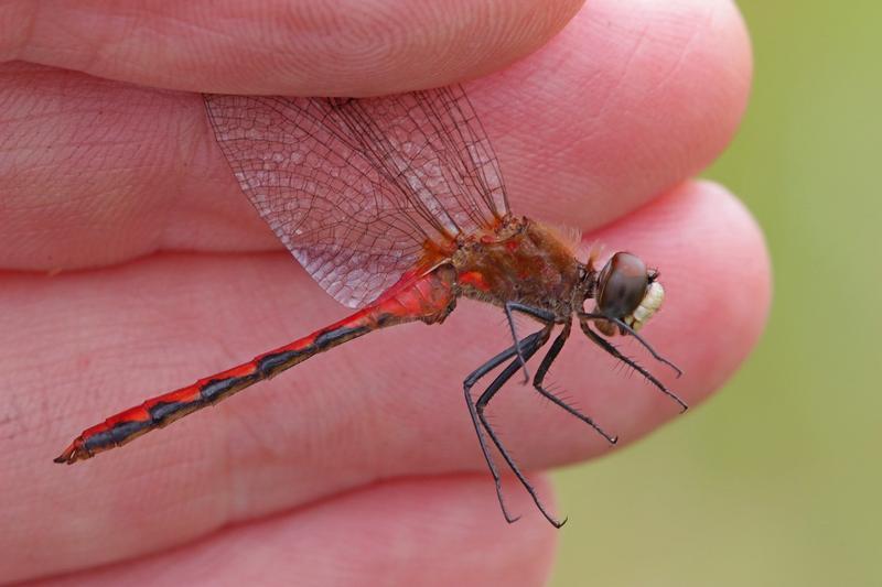 Photo of White-faced Meadowhawk