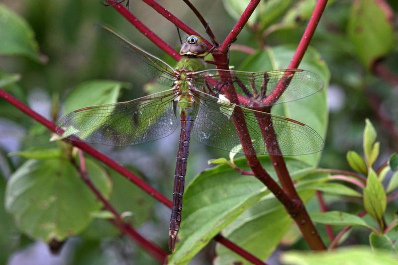 Photo of Common Green Darner