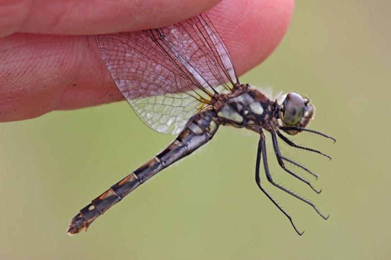 Photo of Black Meadowhawk