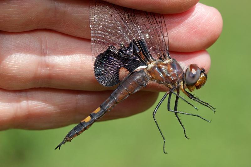 Photo of Black Saddlebags