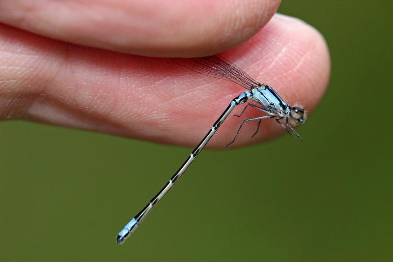 Photo of Skimming Bluet