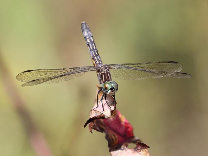Photo of Blue Dasher