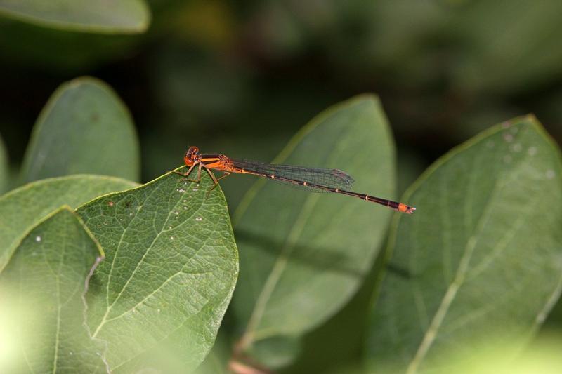 Photo of Orange Bluet