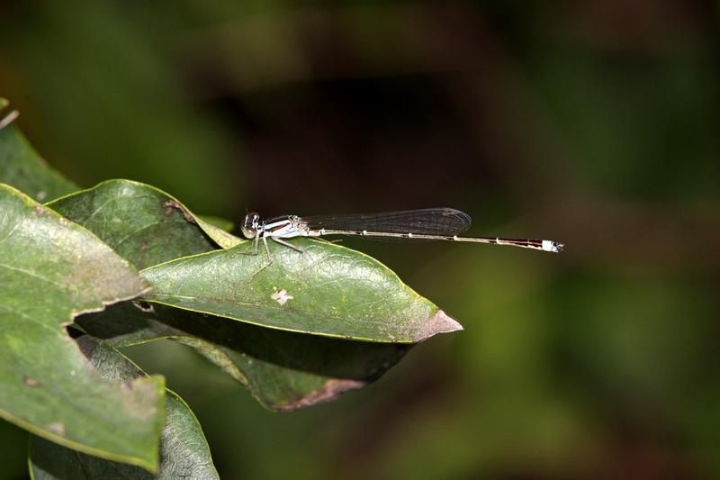 Photo of Orange Bluet