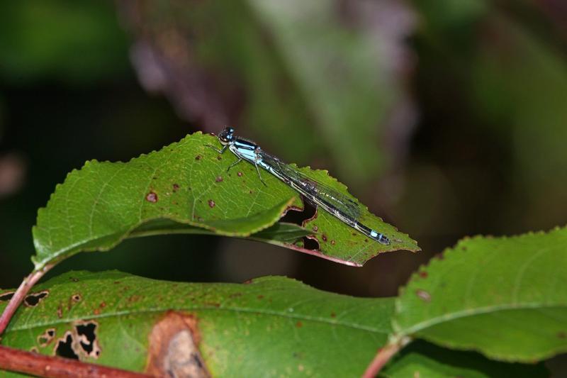 Photo of Skimming Bluet