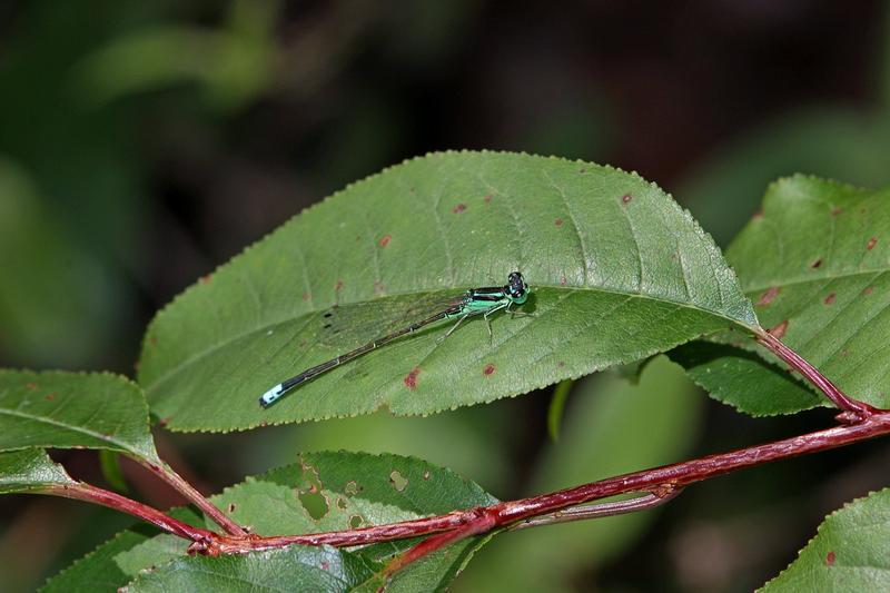 Photo of Eastern Forktail