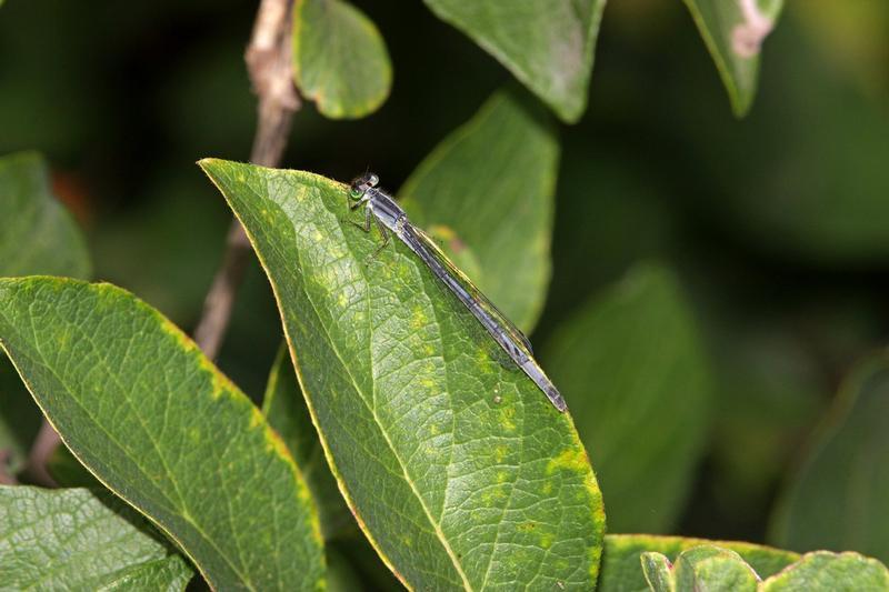 Photo of Eastern Forktail