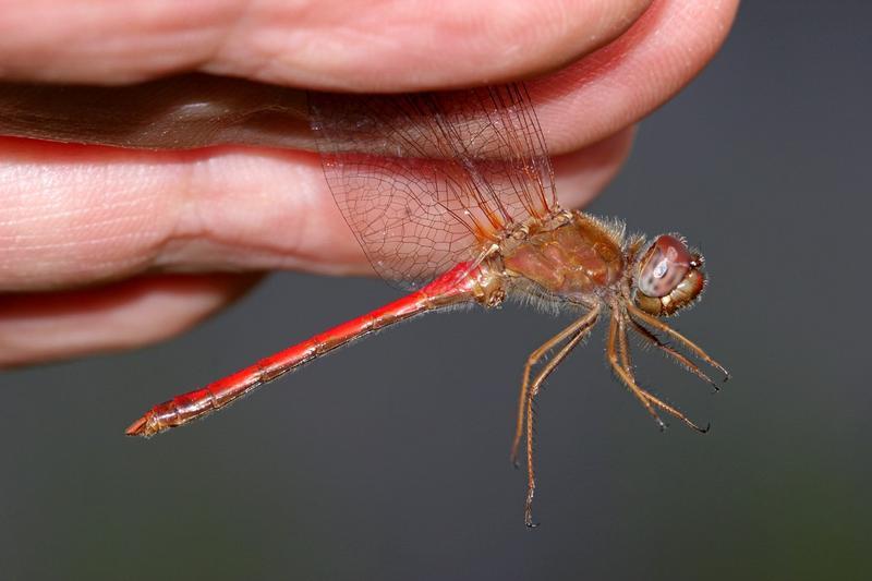 Photo of Autumn Meadowhawk