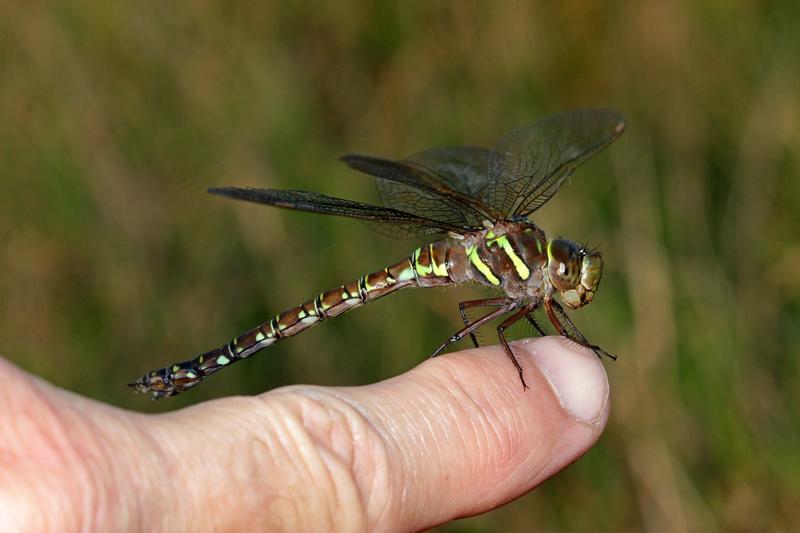 Photo of Shadow Darner
