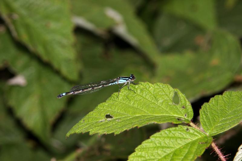 Photo of Skimming Bluet