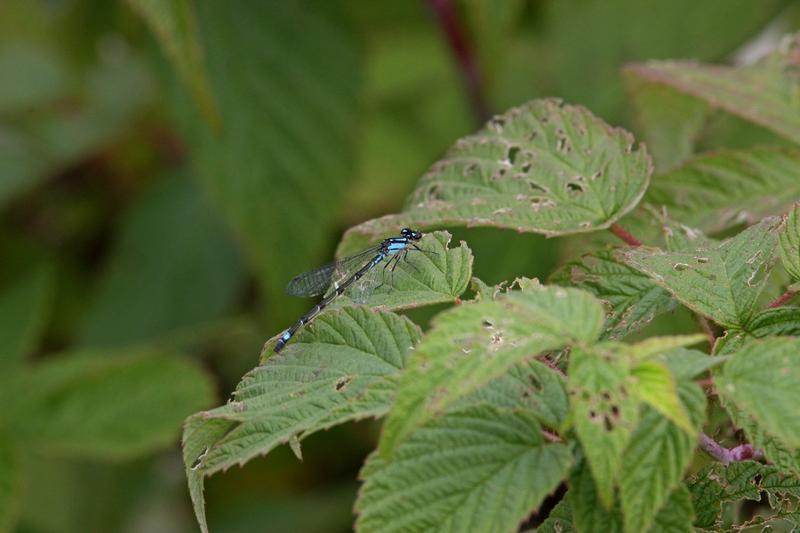 Photo of Skimming Bluet