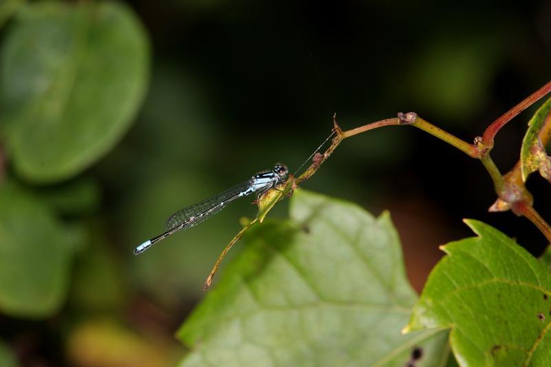 Photo of Skimming Bluet