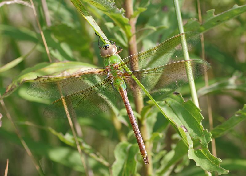 Photo of Common Green Darner