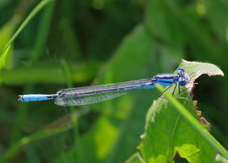 Photo of Azure Bluet