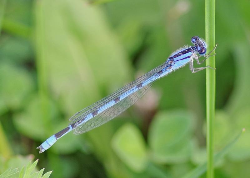 Photo of Familiar Bluet