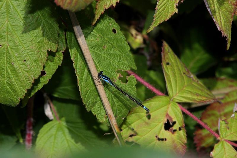 Photo of Skimming Bluet