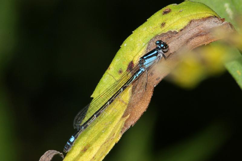 Photo of Skimming Bluet