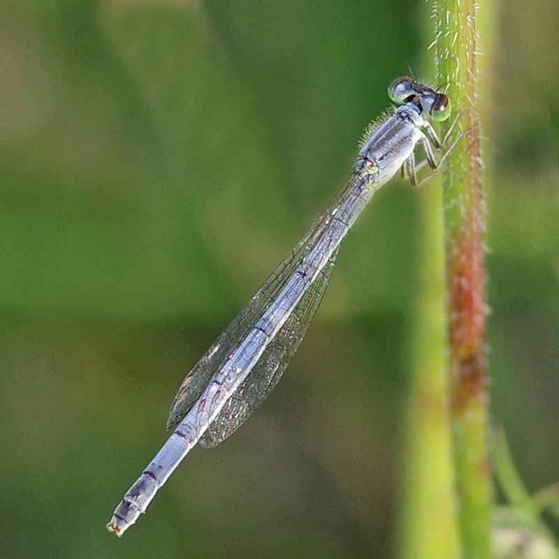 Photo of Eastern Forktail