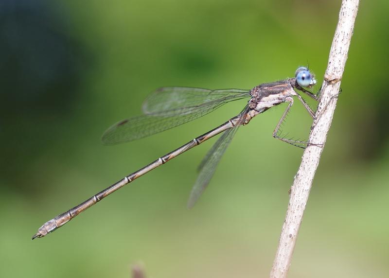 Photo of Spotted Spreadwing