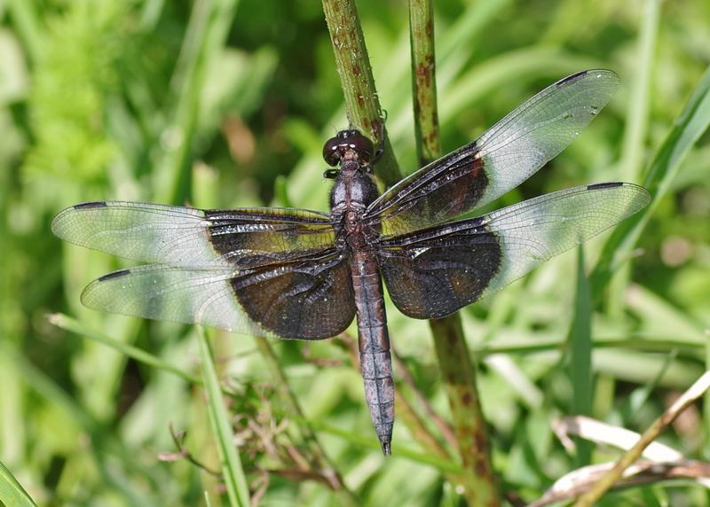 Photo of Widow Skimmer