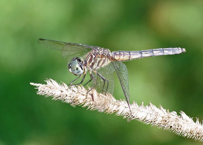 Photo of Blue Dasher