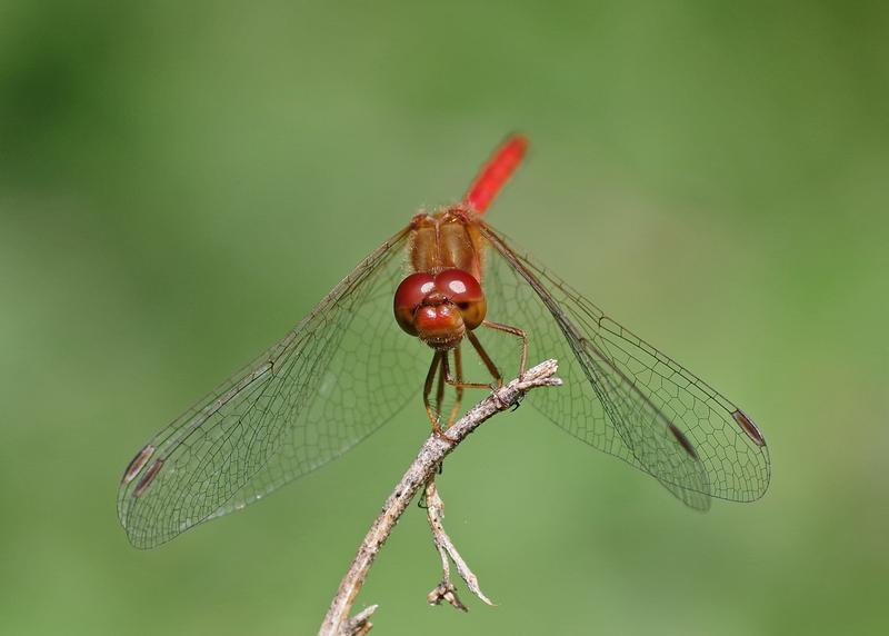 Photo of Autumn Meadowhawk