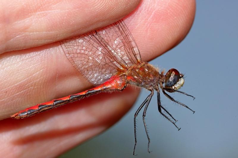 Photo of White-faced Meadowhawk