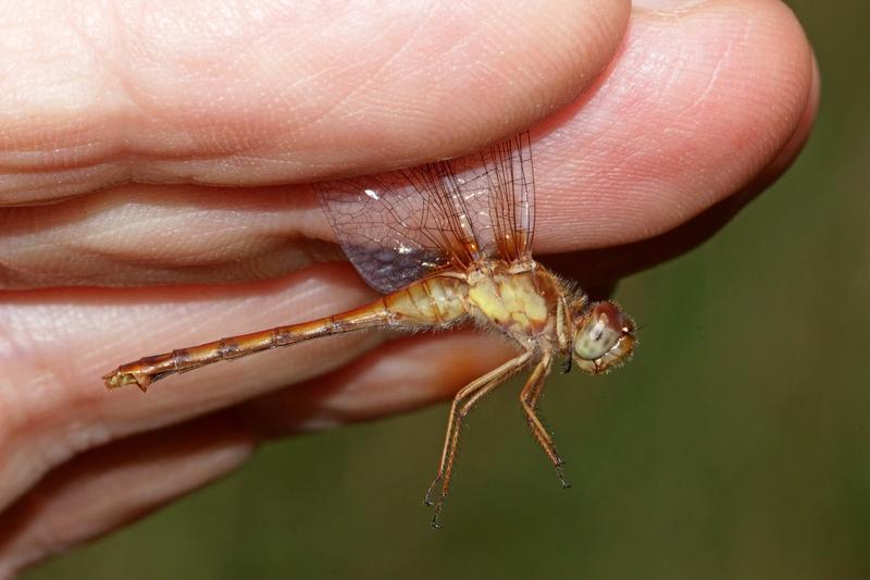 Photo of Autumn Meadowhawk