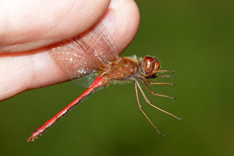 Photo of Autumn Meadowhawk