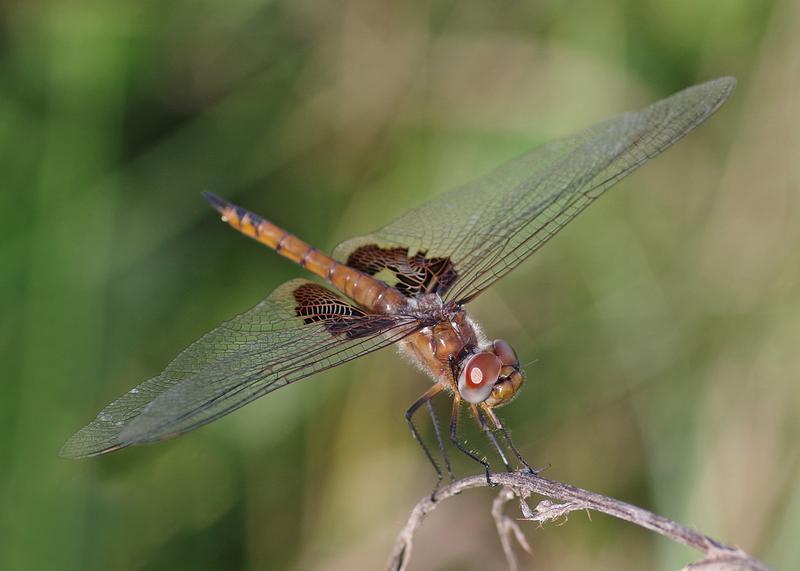 Photo of Red Saddlebags