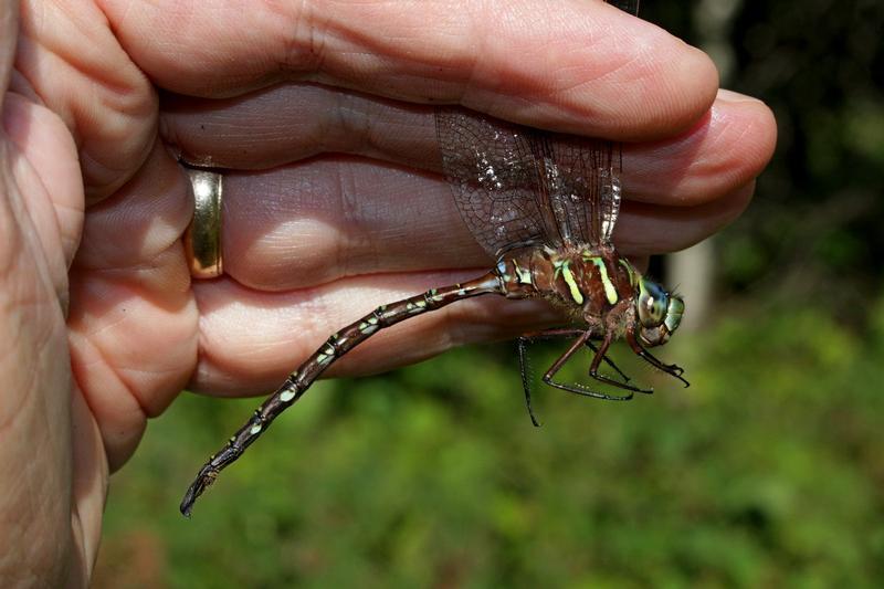 Photo of Shadow Darner