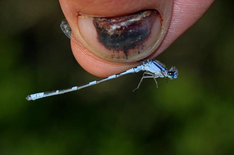 Photo of Tule Bluet