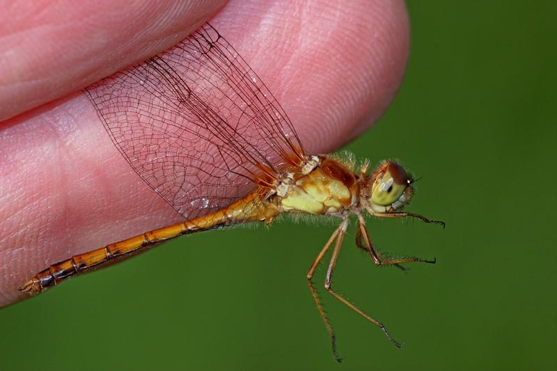 Photo of Autumn Meadowhawk