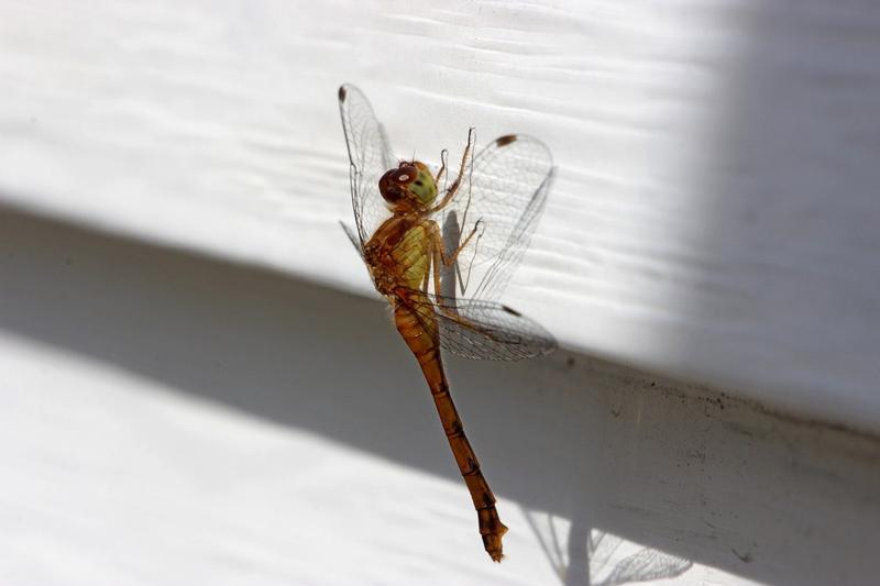 Photo of Autumn Meadowhawk